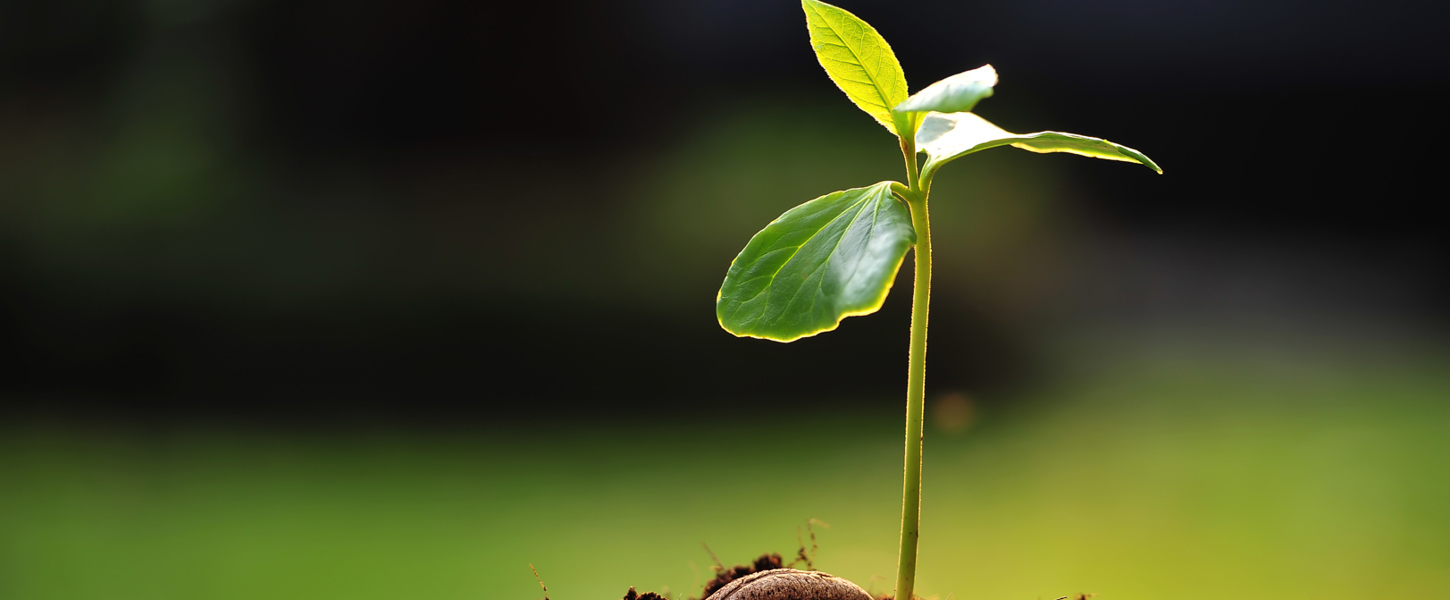 Schamanische Intervention