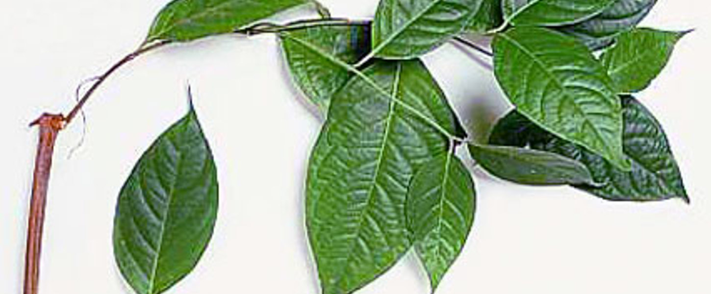 Heilungsrituale und Zeremonien des Schamanismus.