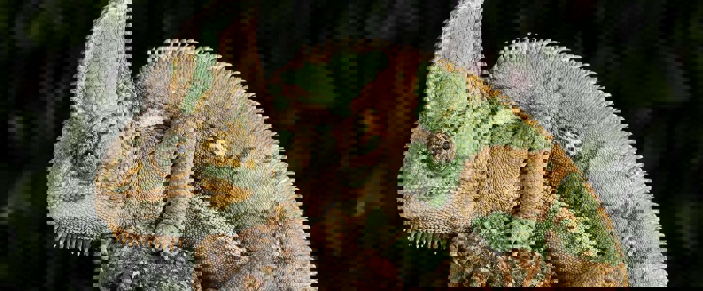 Moderne Anpassungen des Schamanismus 